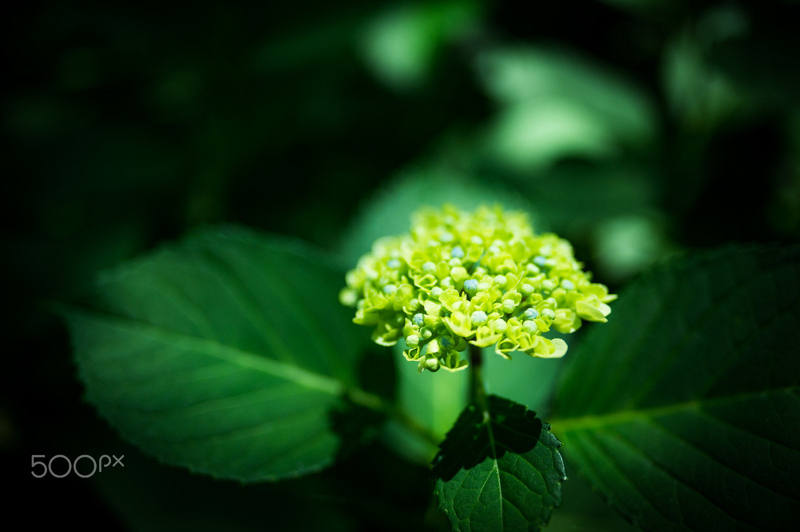 Nikon Df sample photo. I'm sure tomorrow photography