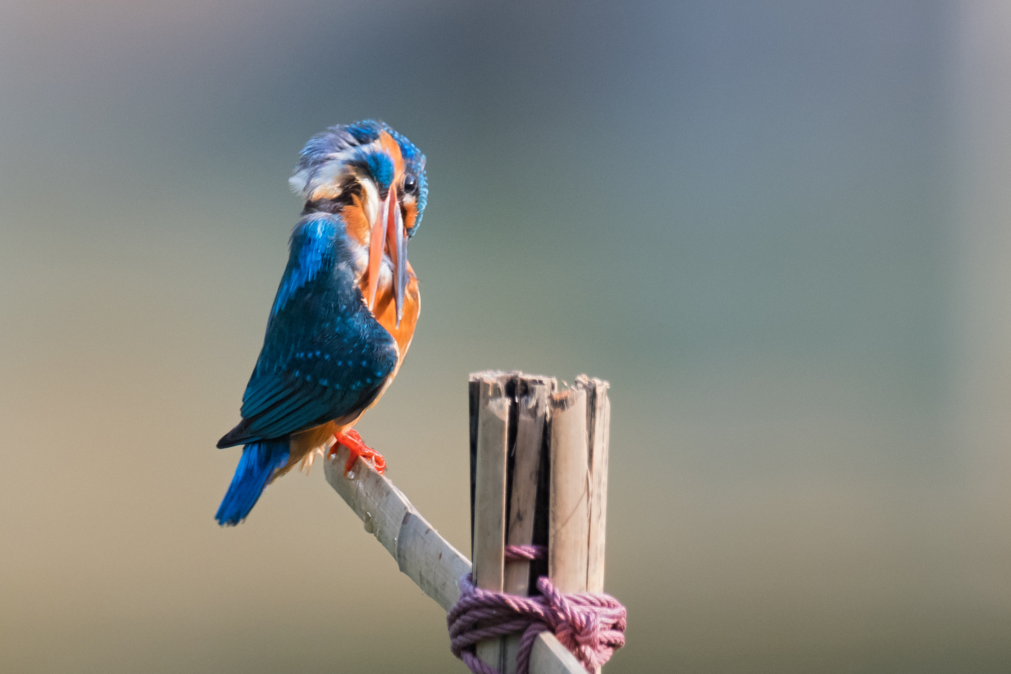 Nikon AF-S Nikkor 800mm F5.6E FL ED VR sample photo. Grooming photography