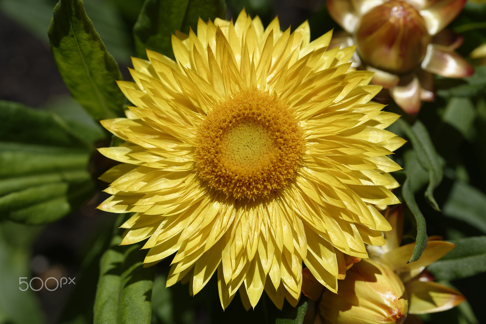 Nikon AF-S Micro-Nikkor 60mm F2.8G ED sample photo. Everlasting flower photography
