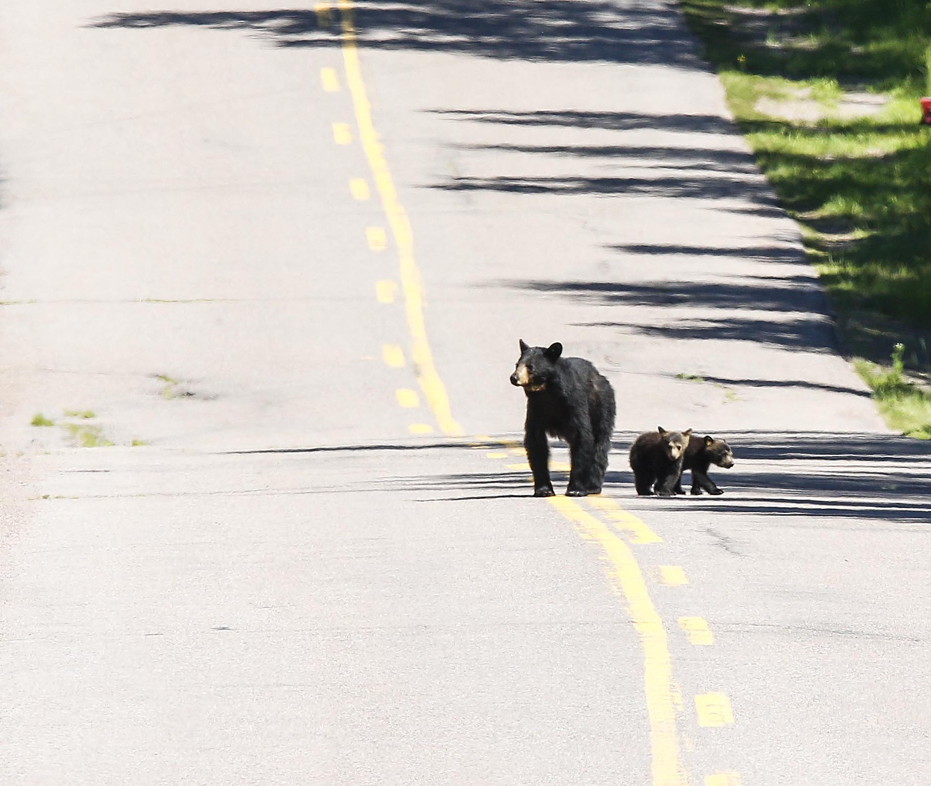 Canon EOS-1D X sample photo. Bears photography