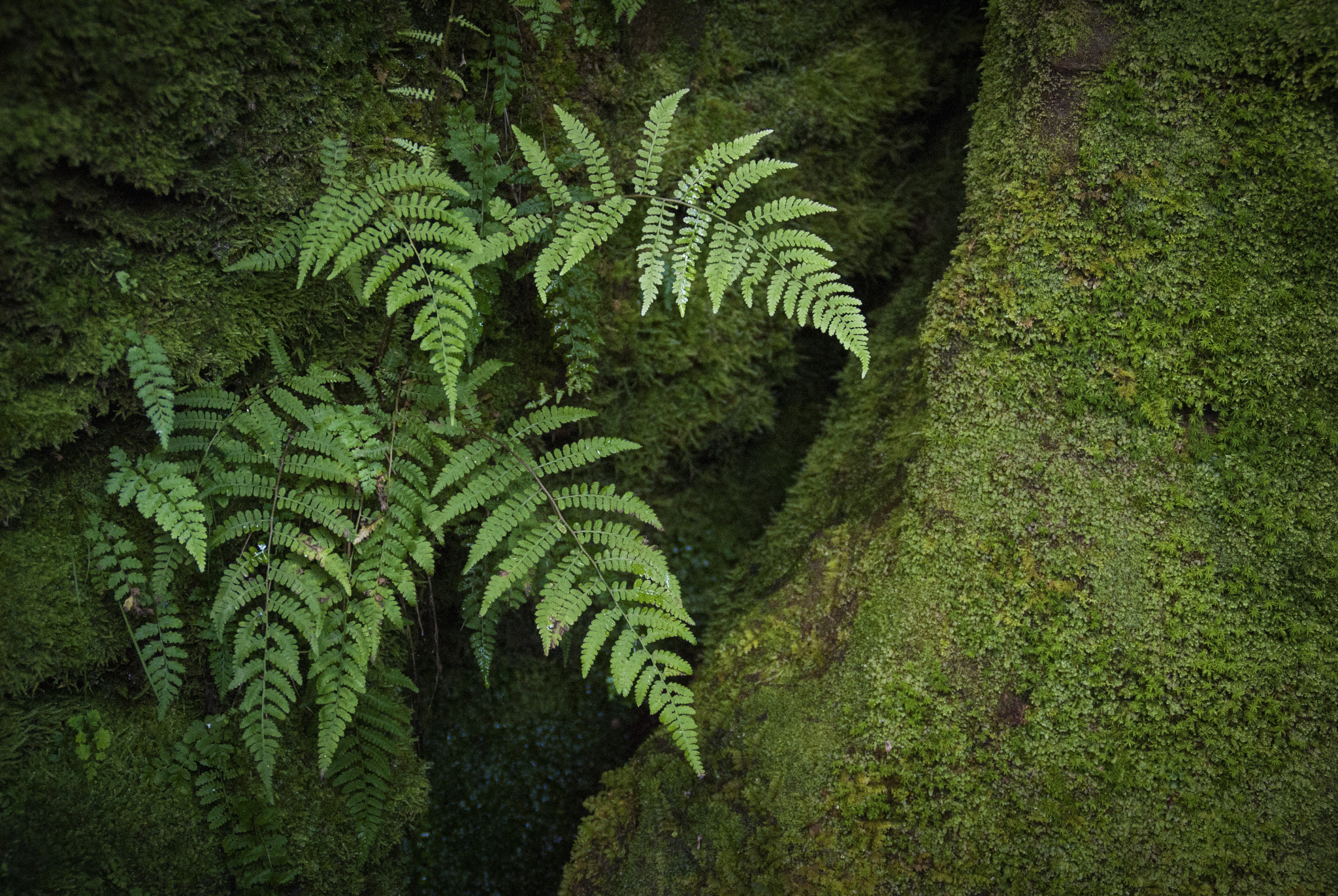 Nikon D3000 sample photo. Ferns photography