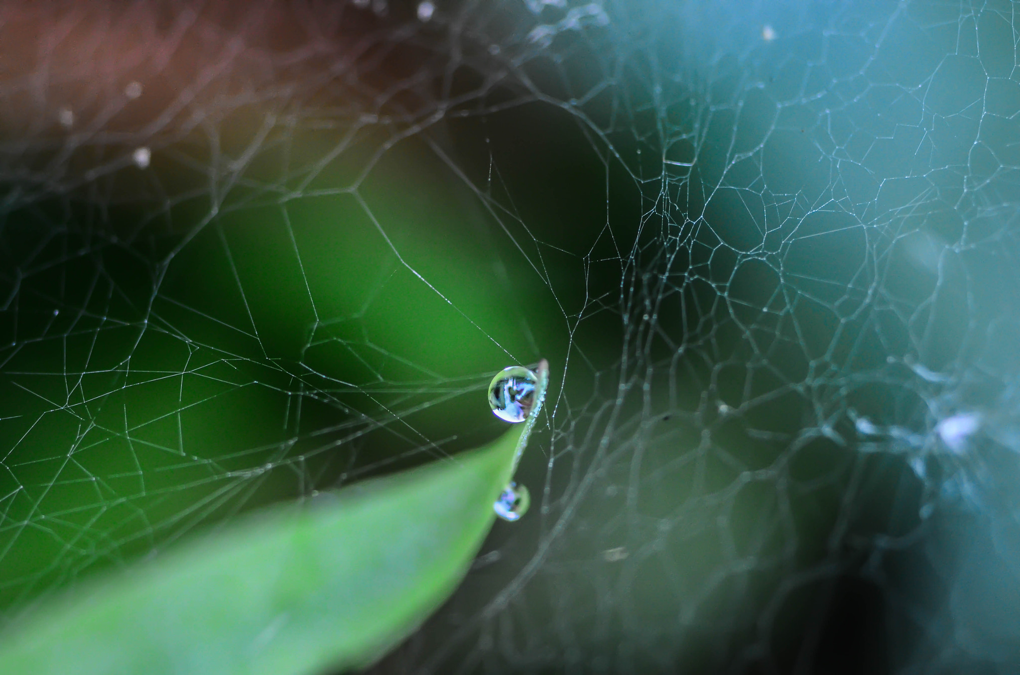 Nikon D7000 + Nikon AF Micro-Nikkor 200mm F4D ED-IF sample photo. The heart photography