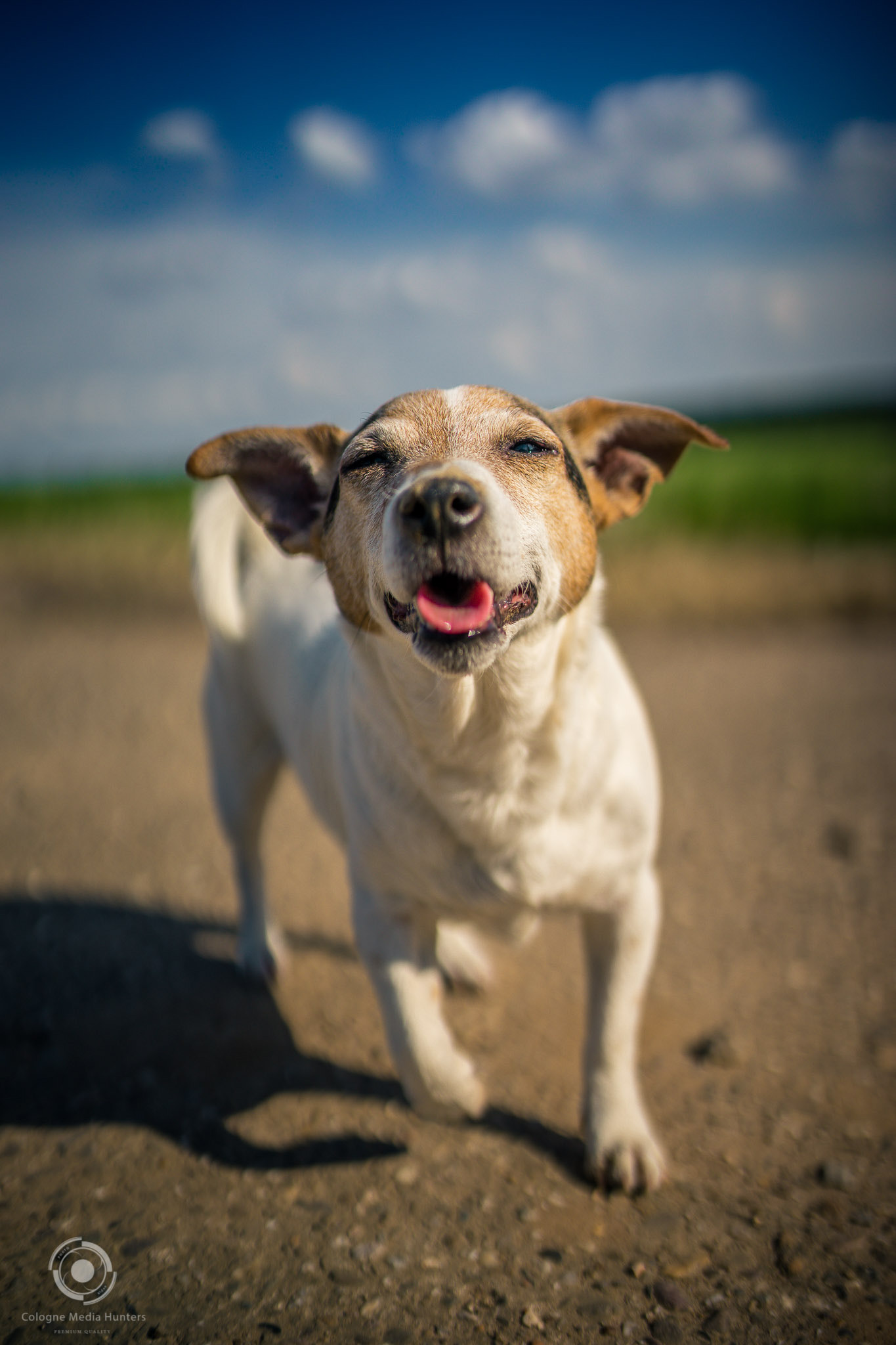 Sony a7 + Sigma 35mm F1.4 DG HSM Art sample photo. Smile dog photography