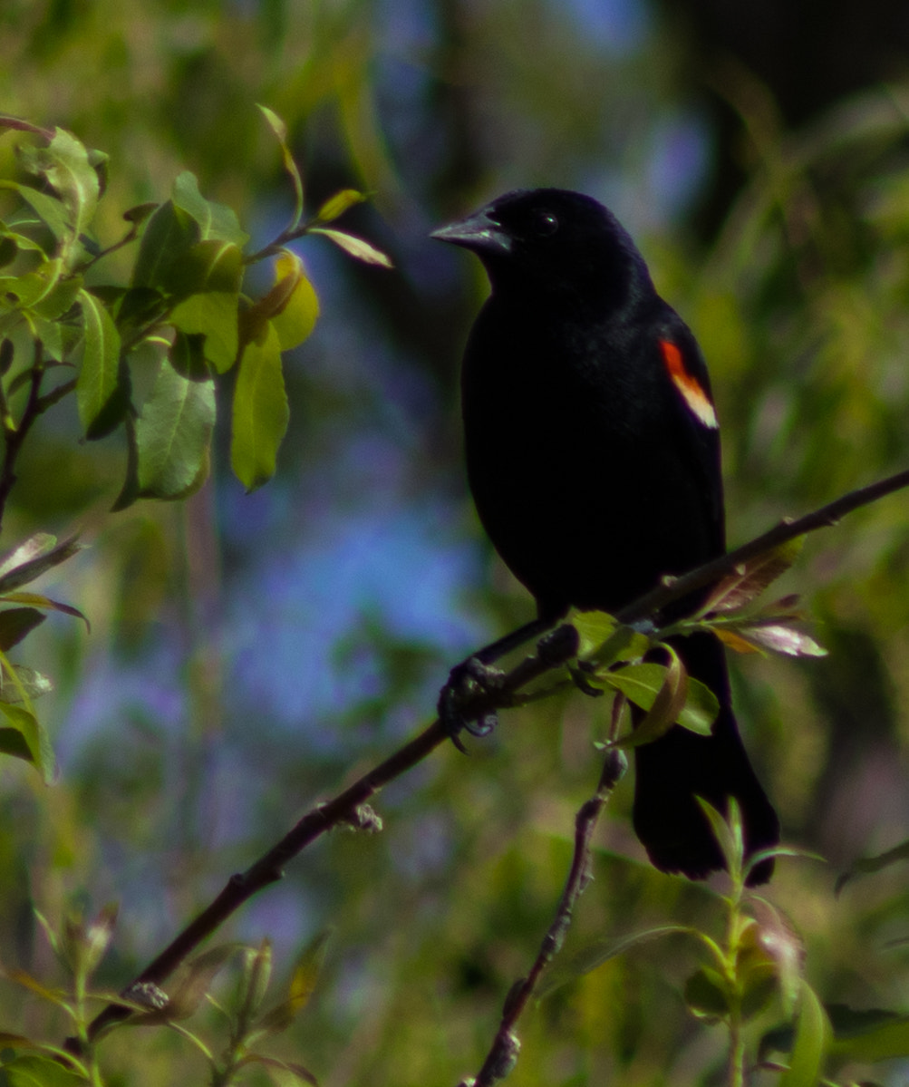 Canon EF 75-300mm f/4-5.6 USM sample photo. Bird photography