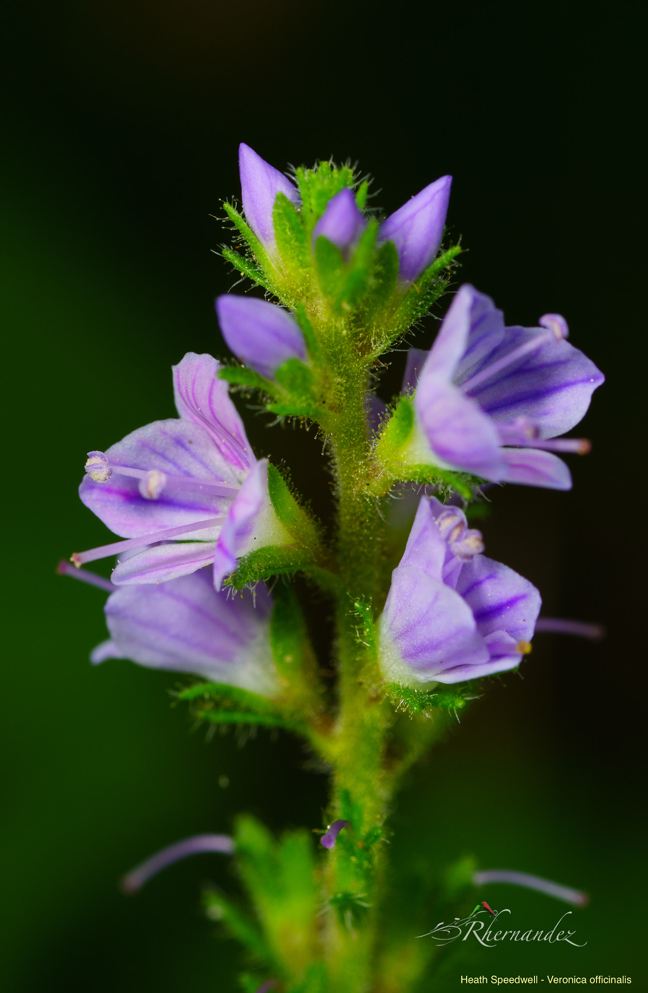 Canon MP-E 65mm F2.5 1-5x Macro Photo sample photo. Heath speedwell - veronica officinalis photography