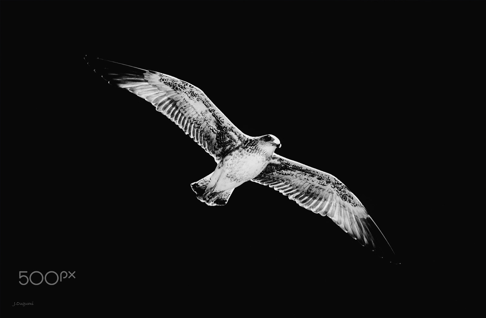 Canon EOS 5D sample photo. Flying bird photography