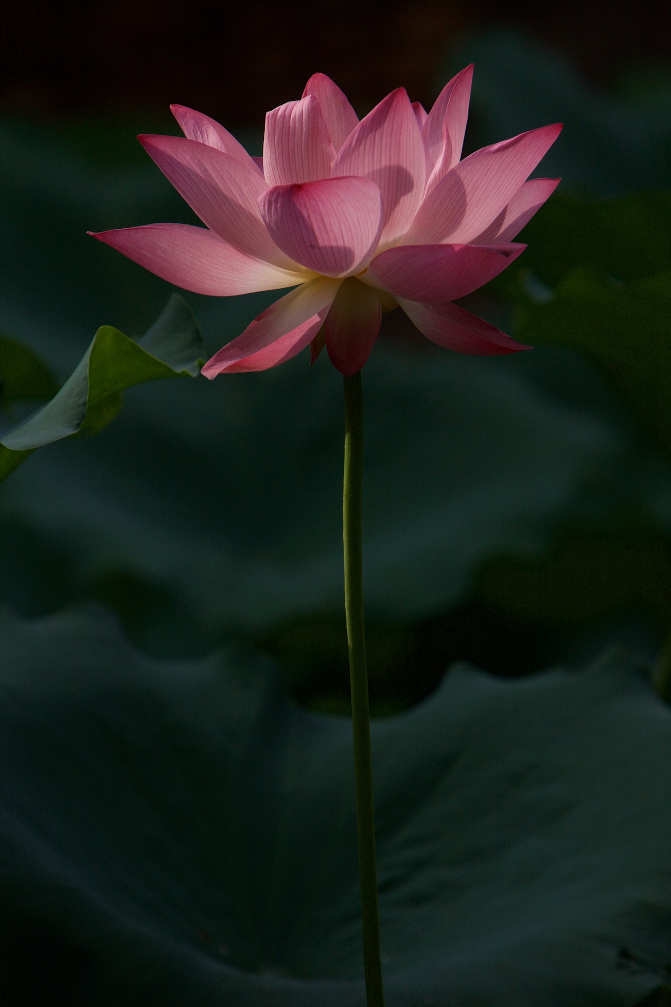 Canon EOS 5D sample photo. Lotus photography