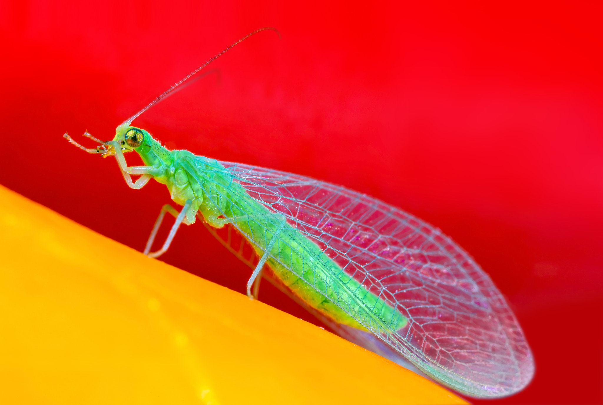 Canon MP-E 65mm F2.5 1-5x Macro Photo sample photo. Green lacewing photography