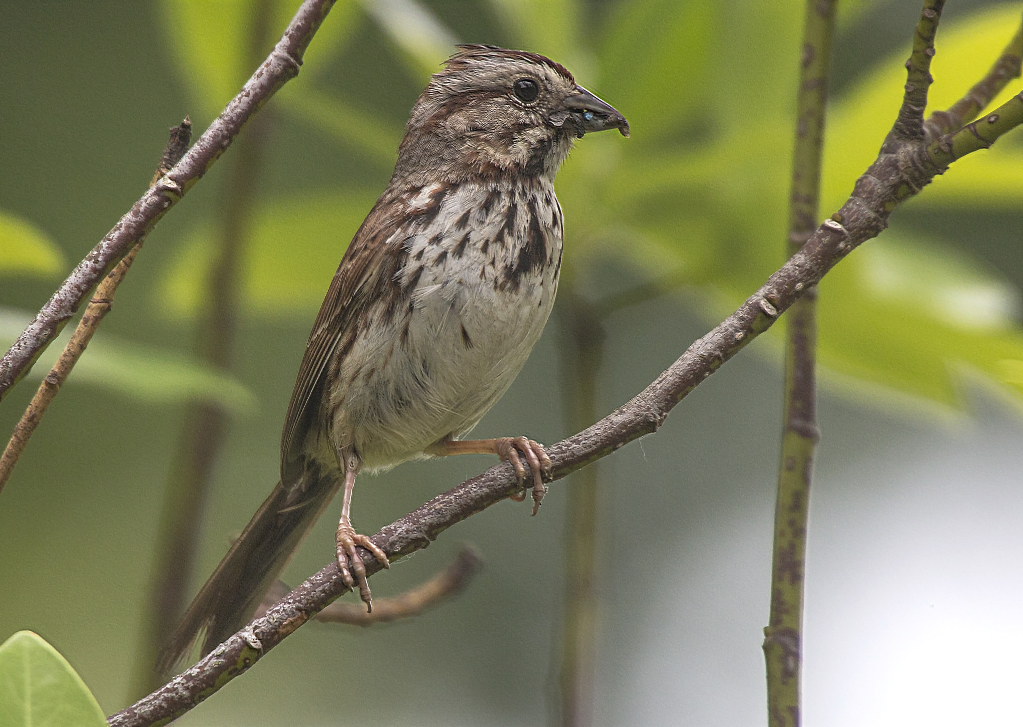 Canon EOS 70D + Sigma 50-500mm F4.5-6.3 DG OS HSM sample photo. Song sparrow in spring photography