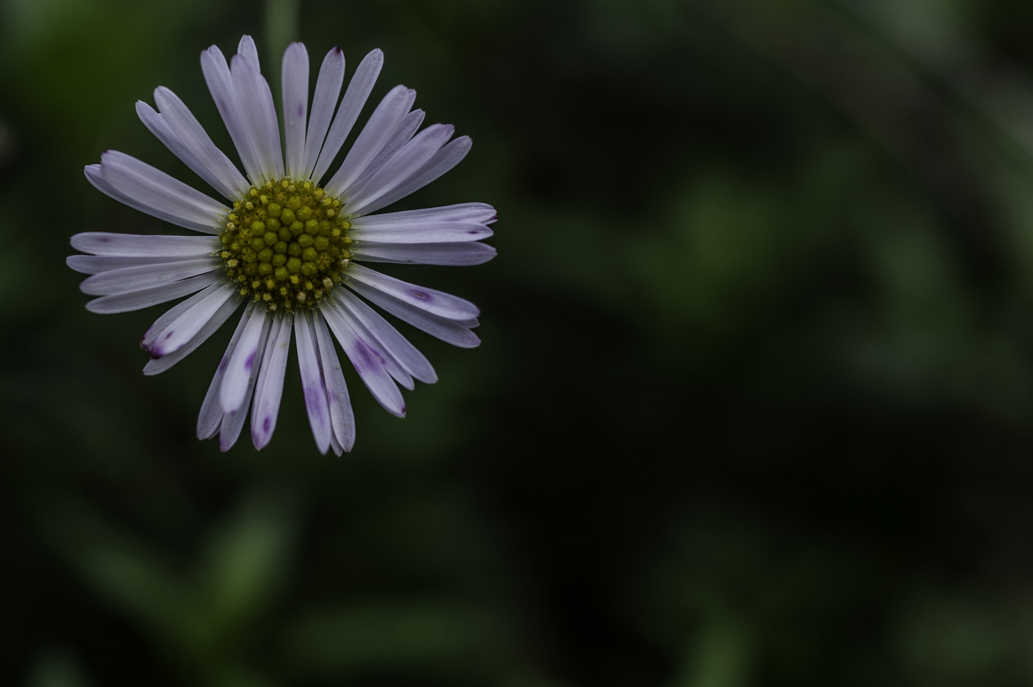 Pentax K-3 II sample photo. Little flower photography