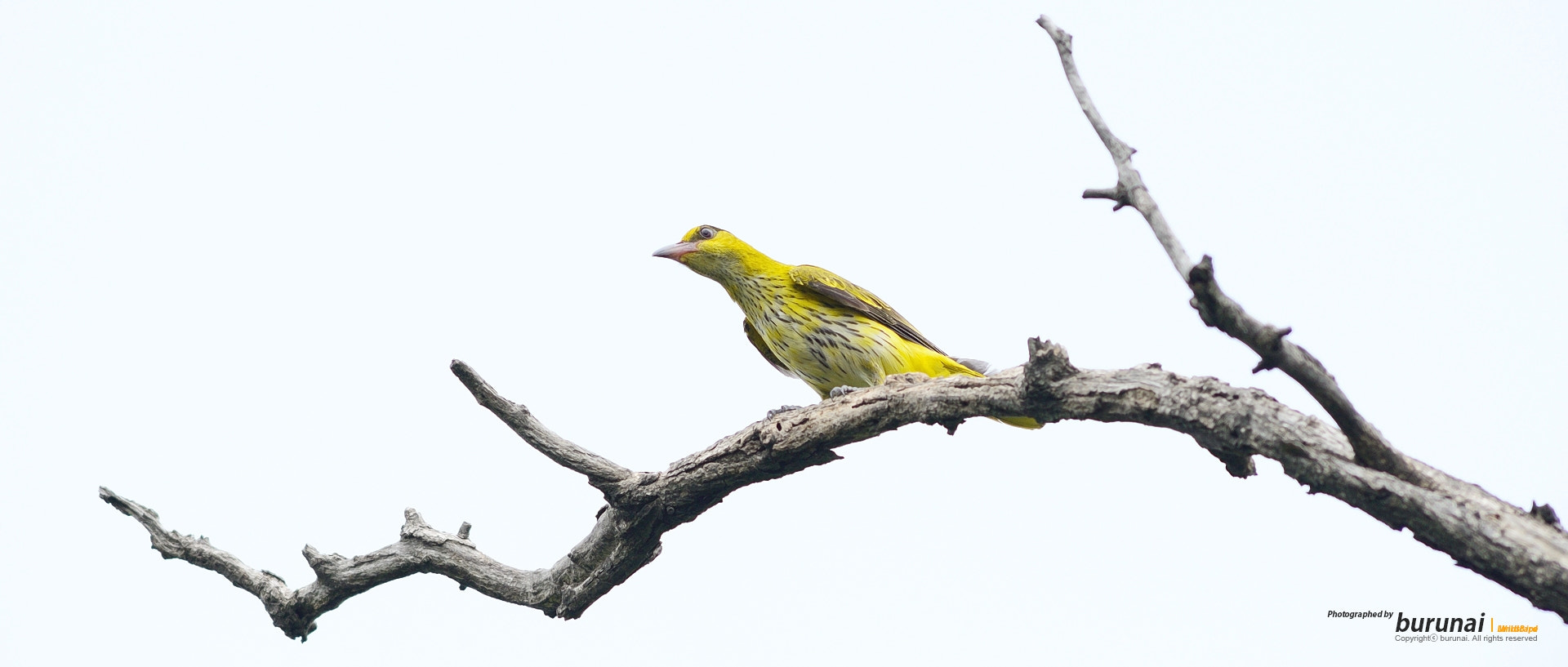 Nikon D800 + Nikkor 500mm f/4 P ED IF sample photo. Yellow photography