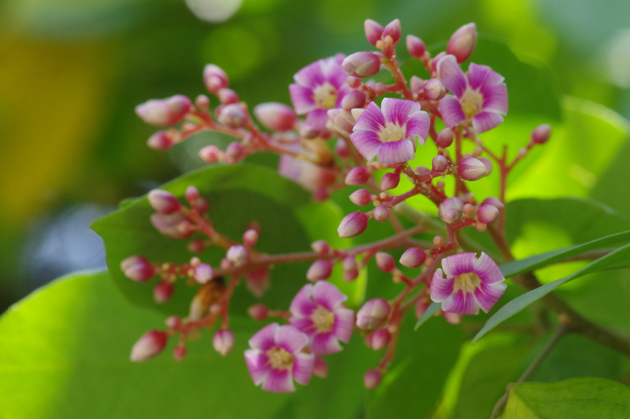 Pentax K-3 + Pentax smc D-FA 100mm F2.8 Macro WR sample photo. Good morning photography