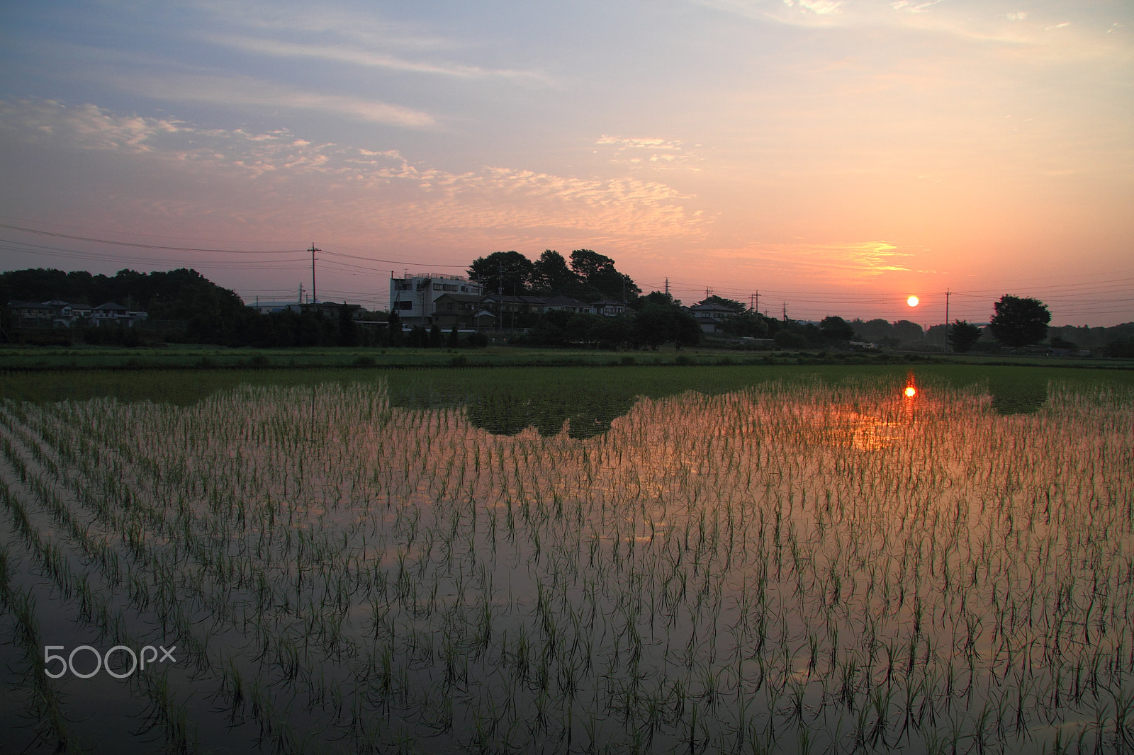 Canon EOS 7D + Canon EF-S 17-85mm F4-5.6 IS USM sample photo. Today's sunrise at 4:30 a.m...in paddy field. photography