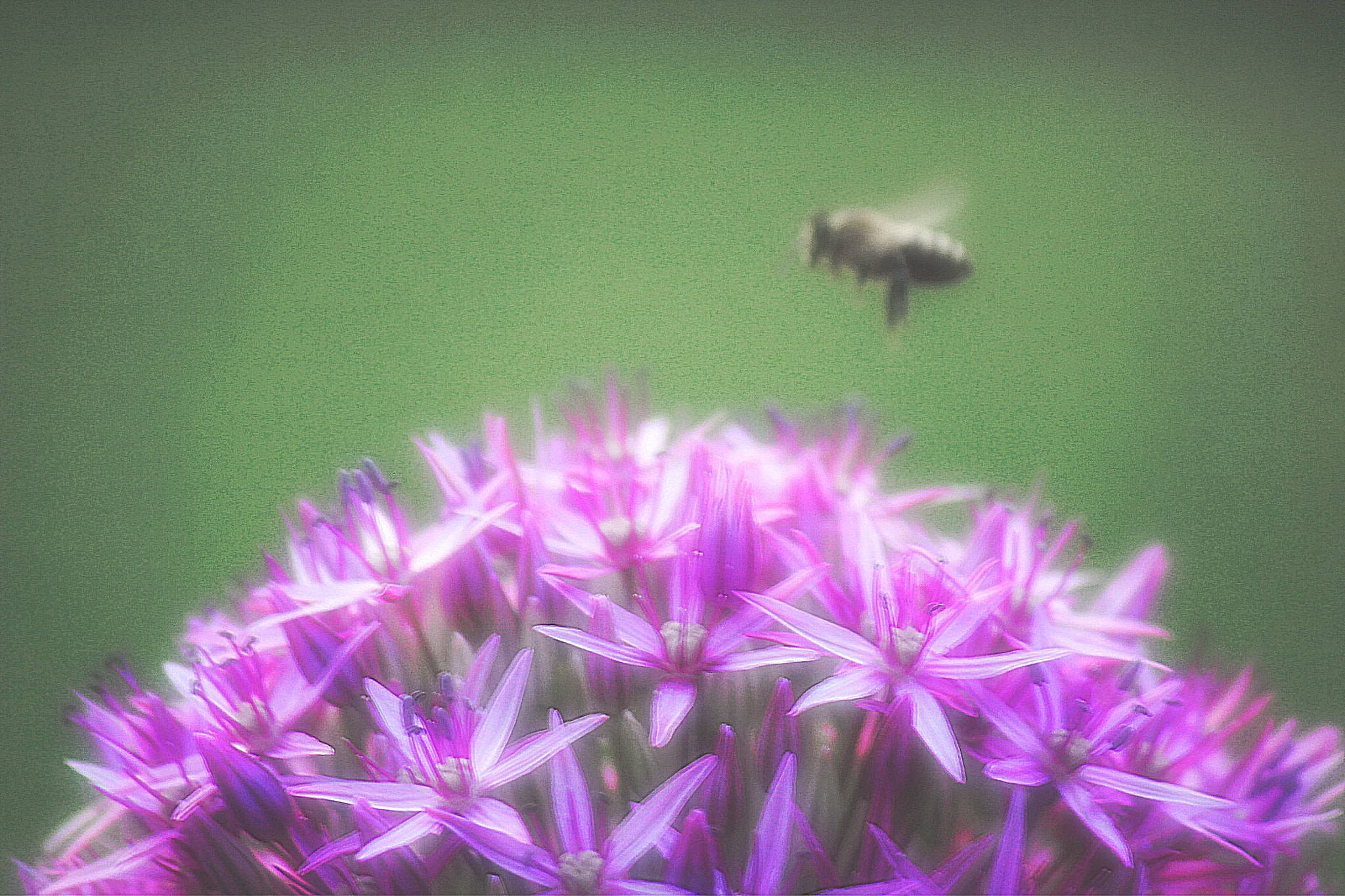 Canon EF-S 55-250mm F4-5.6 IS II sample photo. Summer photography