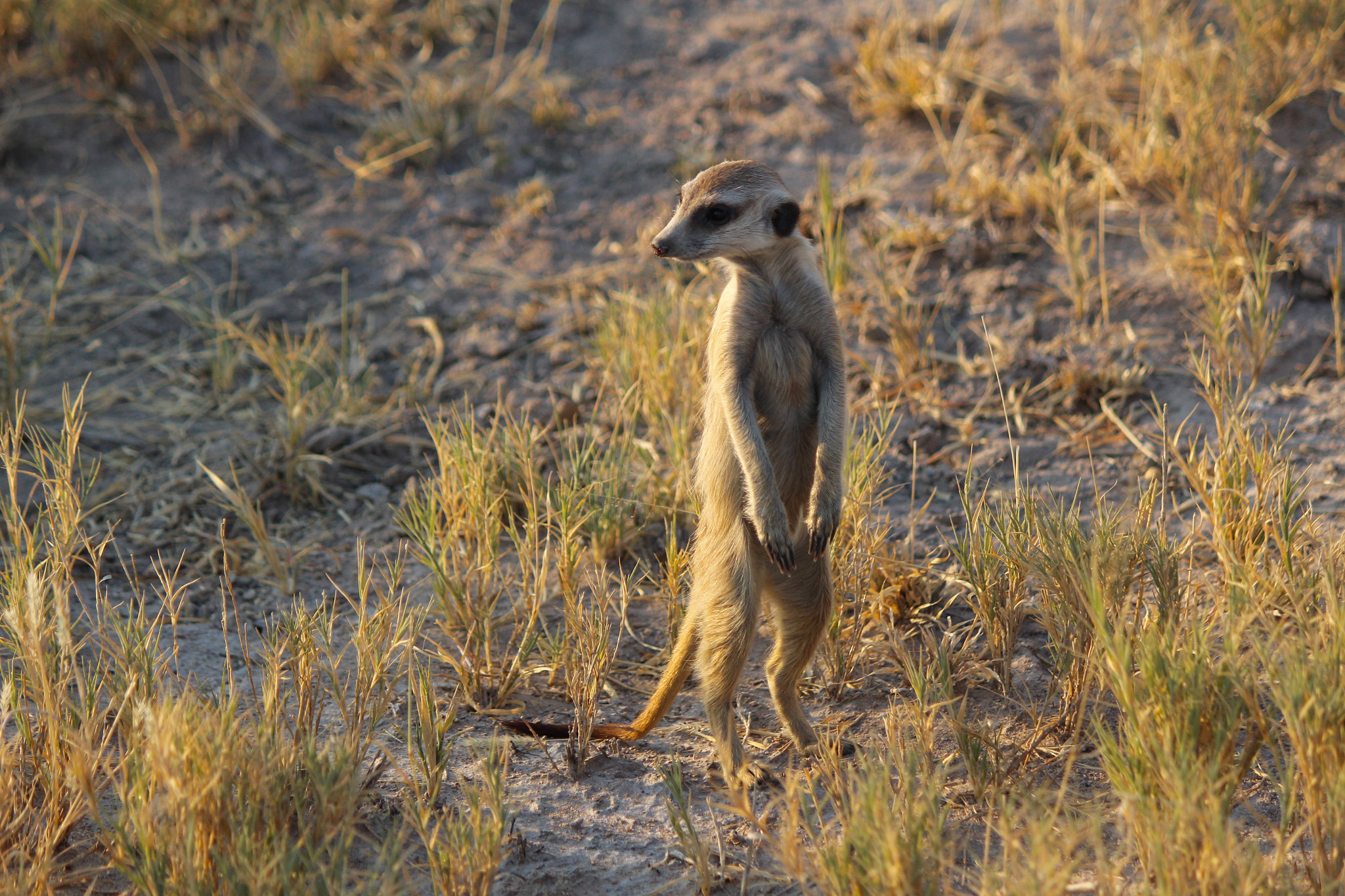 Canon EOS 100D (EOS Rebel SL1 / EOS Kiss X7) sample photo. A meerkat on lookout in the makgadikgadi salt pans, botswana photography