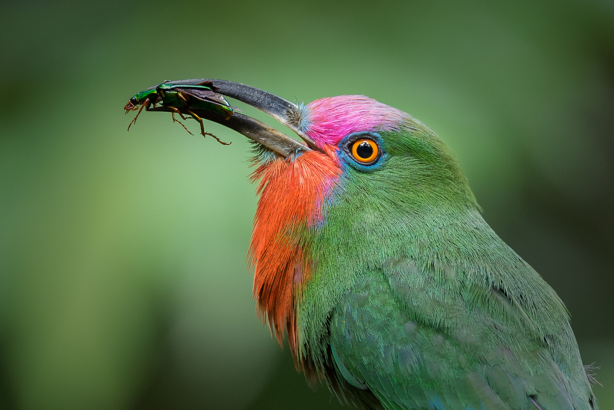 Nikon AF-S Nikkor 600mm F4E FL ED VR sample photo. Red-beared bee-eater with prey photography