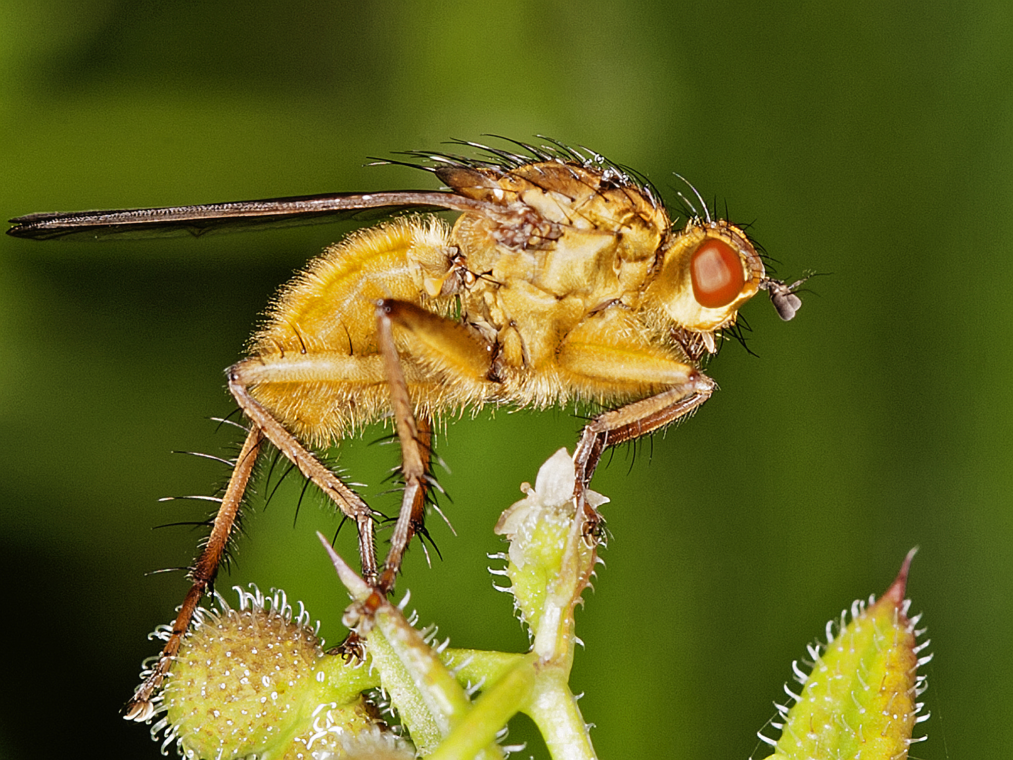 Canon EOS-1D Mark III sample photo. 27723868986.jpg photography