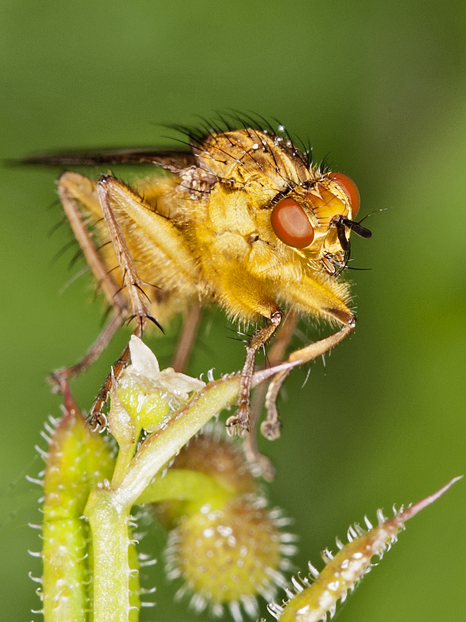 Canon EOS-1D Mark III sample photo. 27683161131.jpg photography
