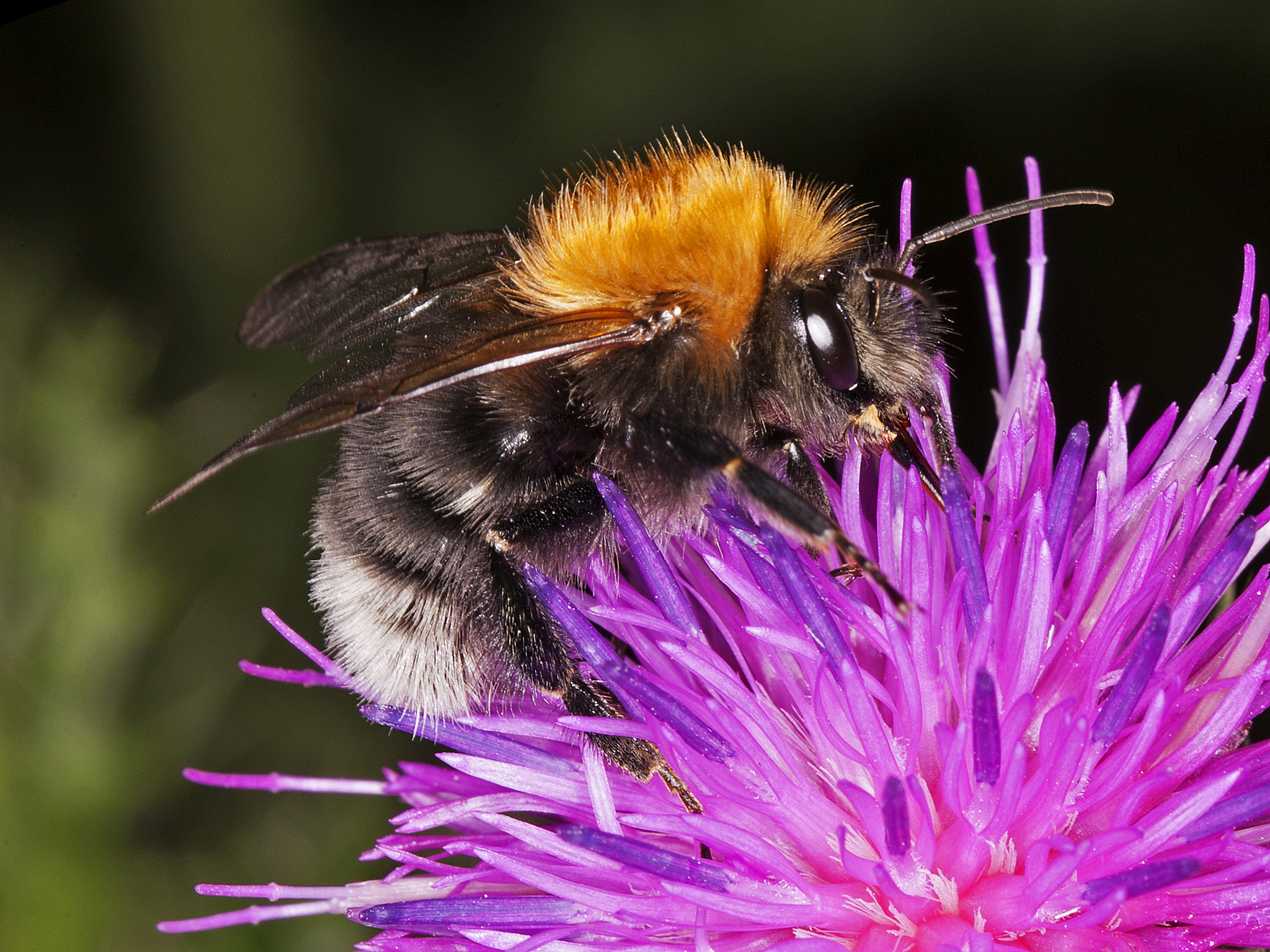 Canon EOS-1D Mark III sample photo. Bombus hypnorum (tree bumblebee) photography