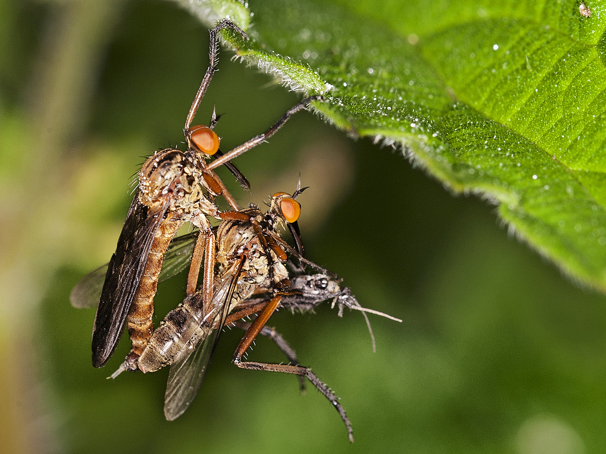 Canon EOS-1D Mark III sample photo. Empis livida photography