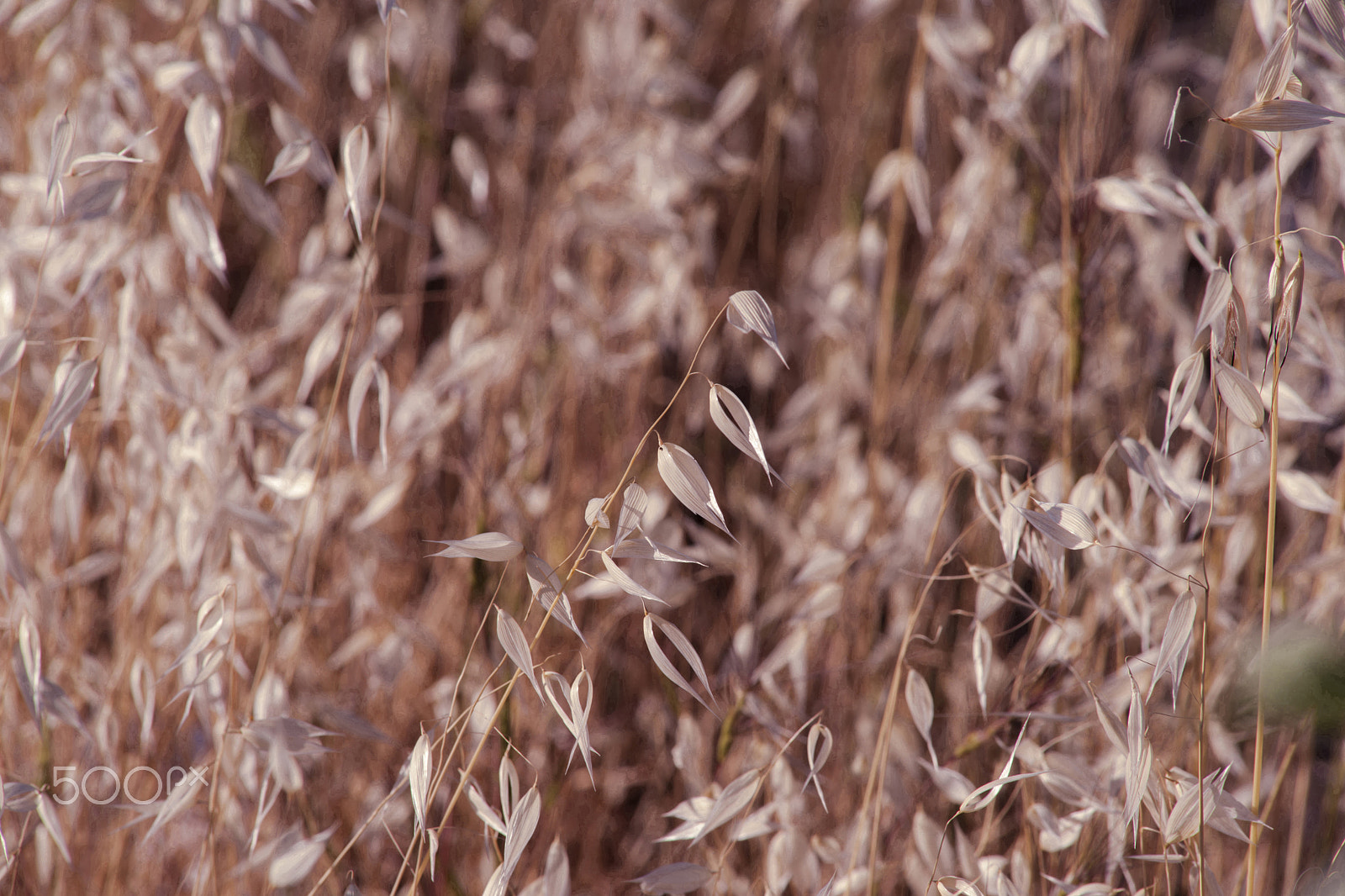 Minolta AF 80-200mm F2.8 HS-APO G sample photo. Crop photography