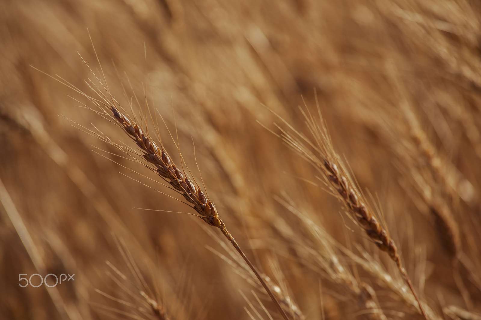 Minolta AF 80-200mm F2.8 HS-APO G sample photo. Crop photography
