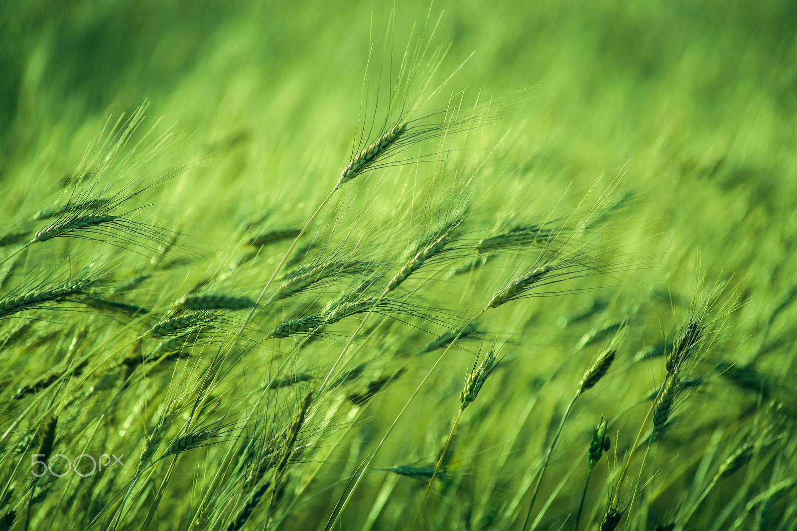 Sony Alpha DSLR-A900 sample photo. Wheat photography