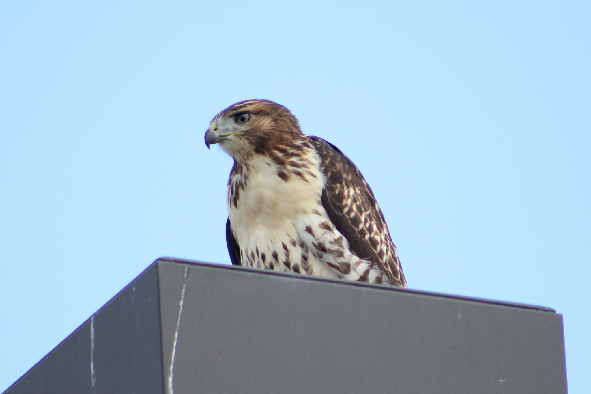 Canon EF75-300mm f/4-5.6 sample photo