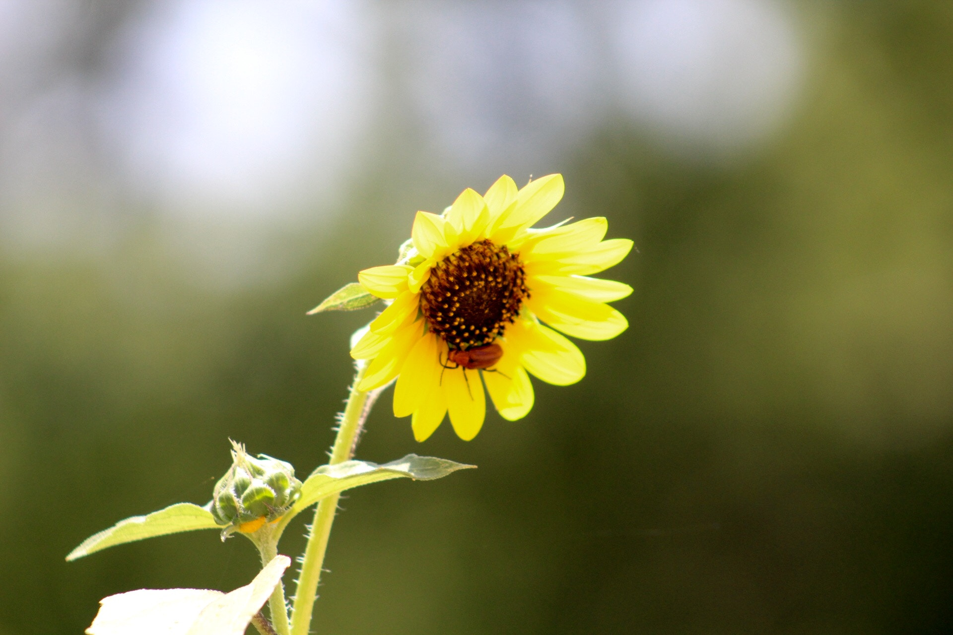 Canon EF75-300mm f/4-5.6 sample photo