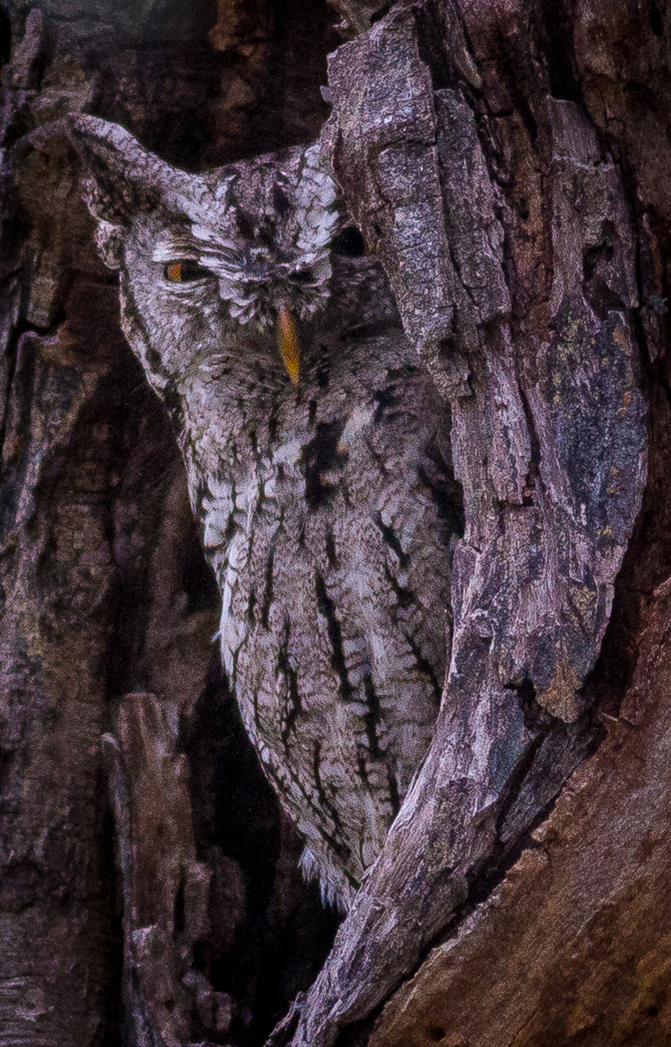 Canon EOS 7D + Canon EF 400mm F5.6L USM sample photo. Eastern screech owl #1.jpg photography