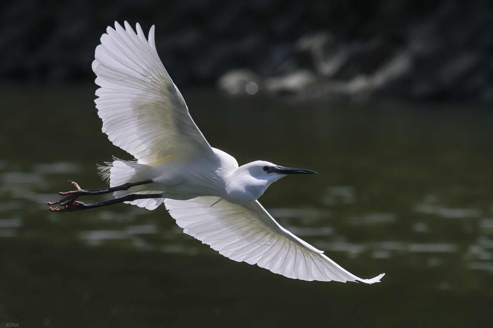 Nikon AF-S Nikkor 400mm F2.8G ED VR II sample photo. Edit photography