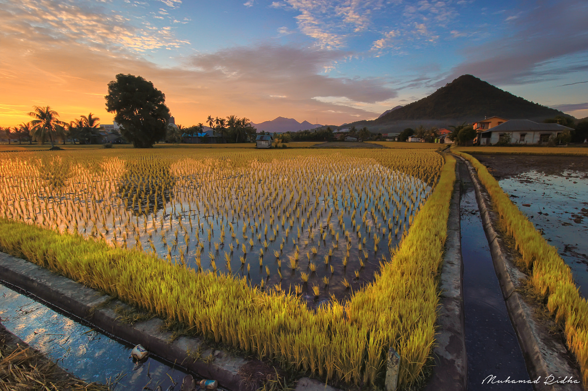 Canon EF-S 10-18mm F4.5–5.6 IS STM sample photo. Sunrise on rice fields photography