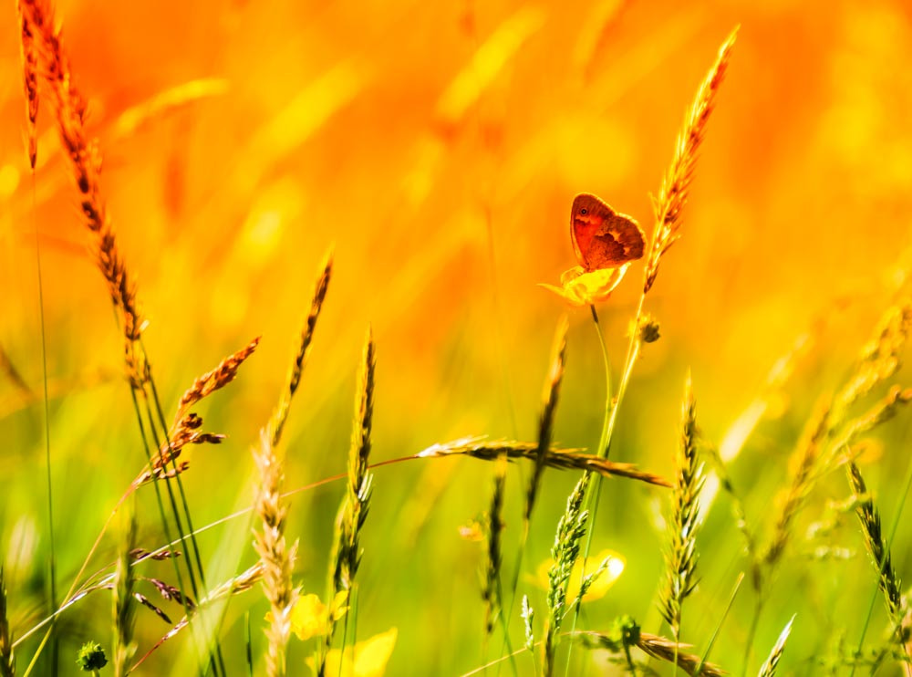 Sigma 150-600mm F5-6.3 DG OS HSM | C sample photo. The sunset pollinator photography
