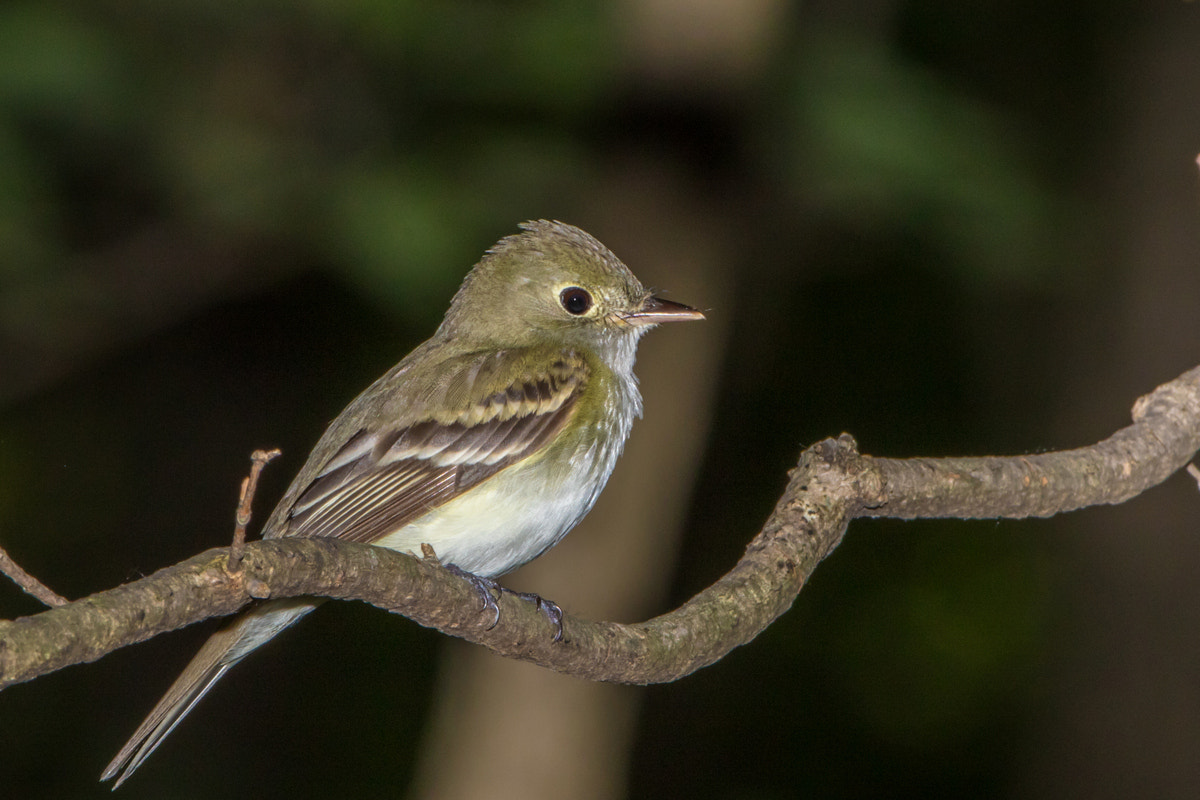 Canon EOS 7D Mark II + Canon EF 200-400mm F4L IS USM Extender 1.4x sample photo. Acadian flycatcher photography
