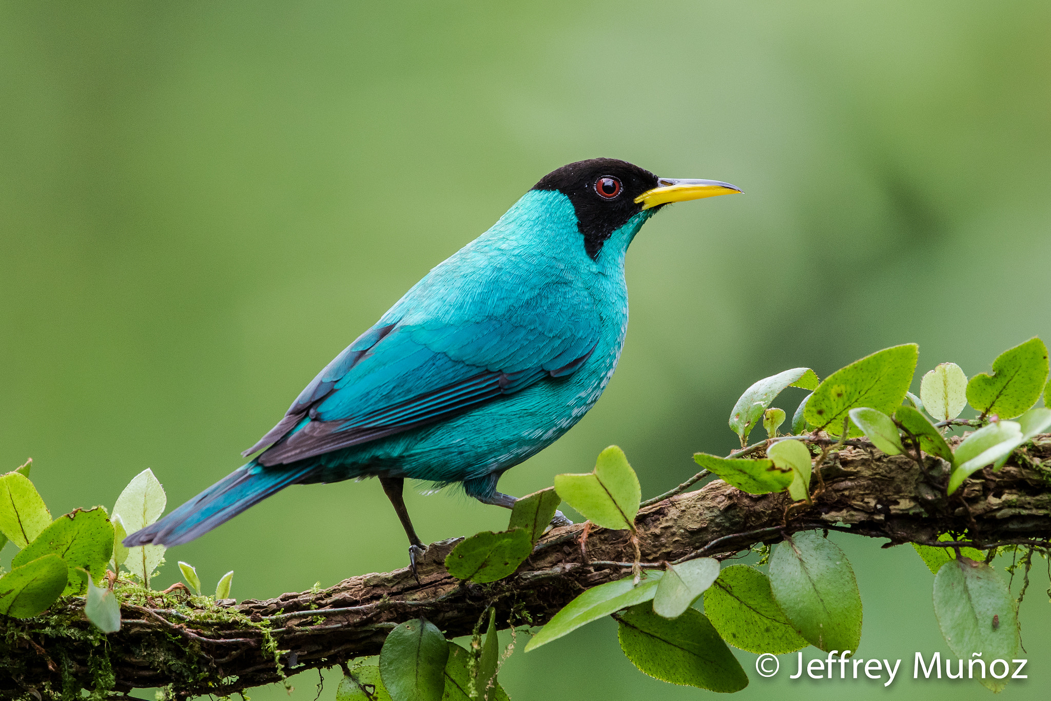 Canon EF 300mm F2.8L IS II USM sample photo. Green honeycreeper photography