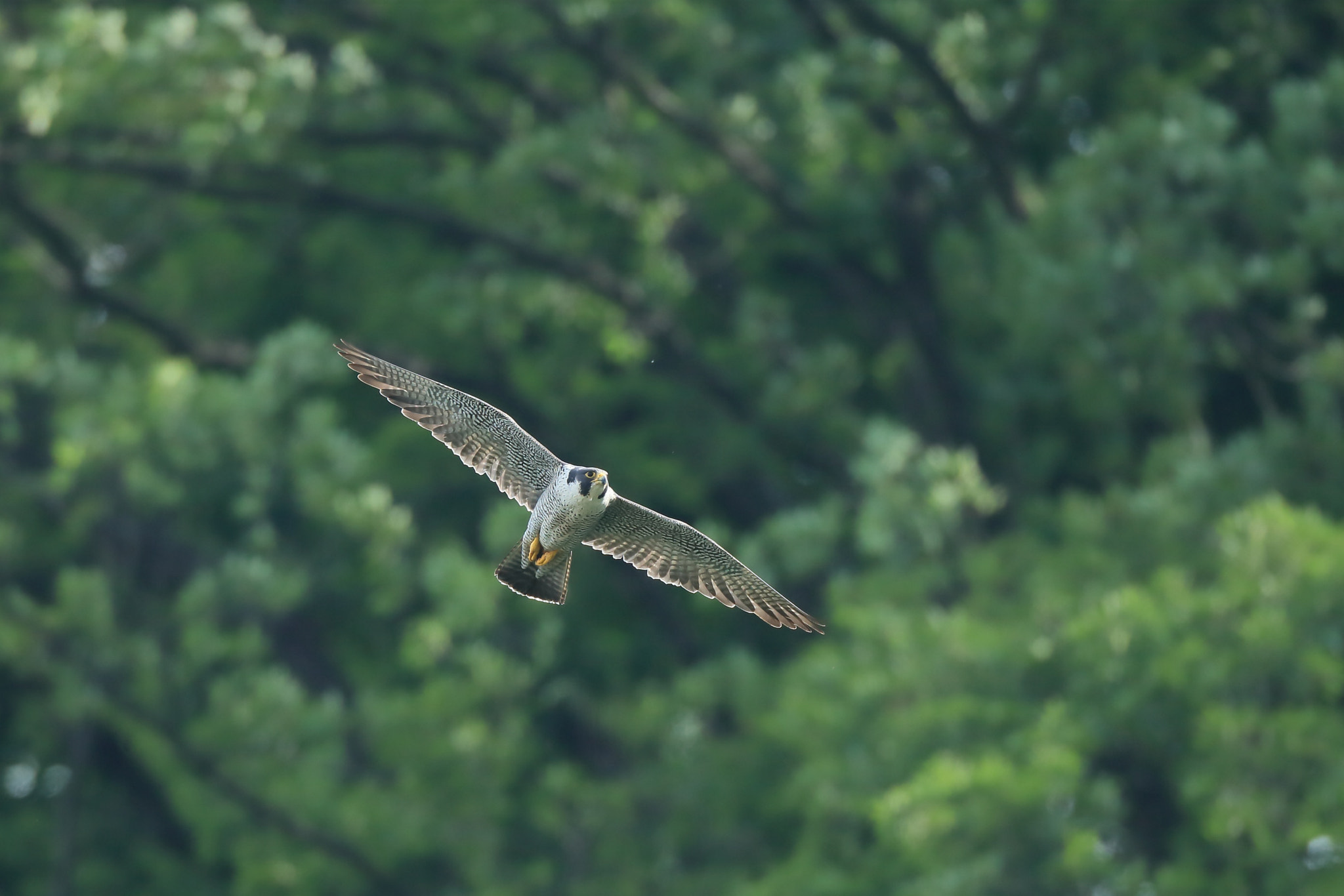 Canon EOS-1D X + Canon EF 800mm F5.6L IS USM sample photo. ハヤブサ♀ 飛翔− photography