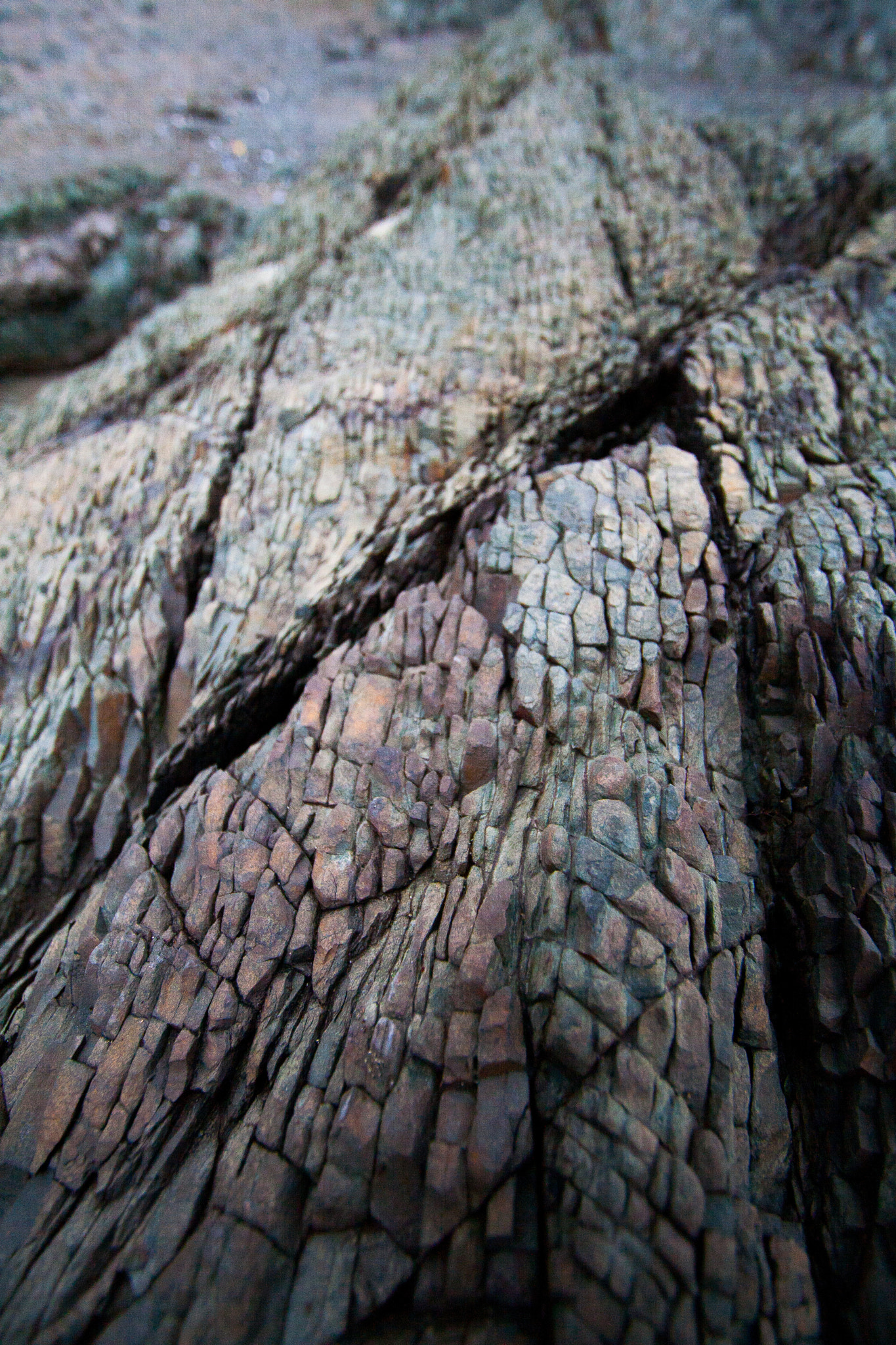 Canon EOS 400D (EOS Digital Rebel XTi / EOS Kiss Digital X) sample photo. Dragon scales photography
