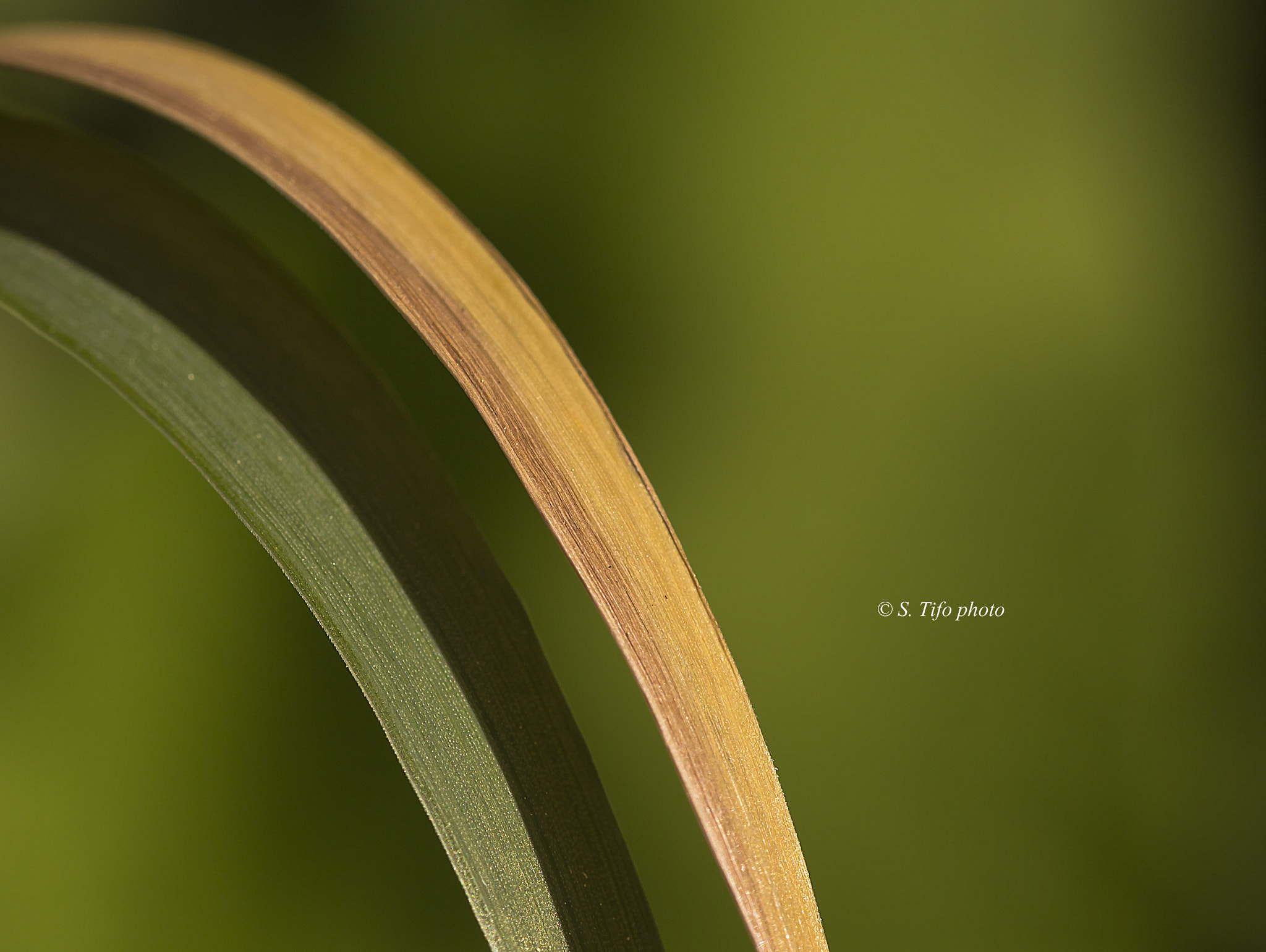 Canon EOS 700D (EOS Rebel T5i / EOS Kiss X7i) + Sigma 105mm F2.8 EX DG OS HSM sample photo. Morning sunlight .. photography