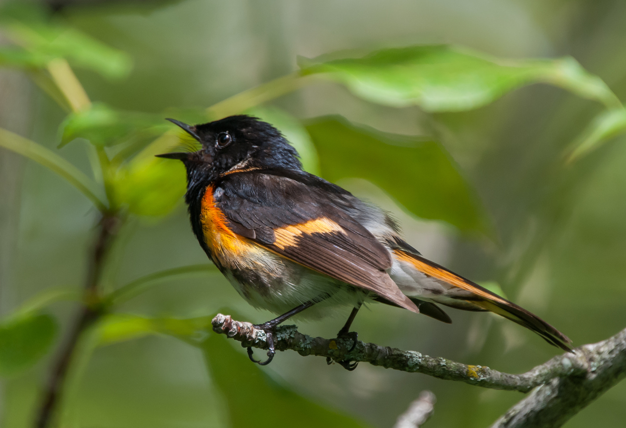 Sigma APO 170-500mm F5-6.3 Aspherical RF sample photo. American redstart- defending his territory that has been invaded. photography