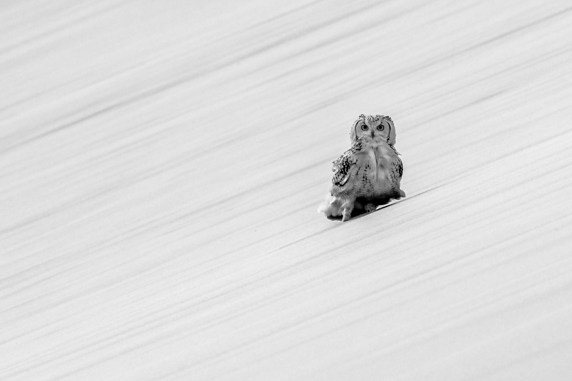 Canon EOS 7D Mark II + Canon EF 400mm F5.6L USM sample photo. Eagle owl abstract photography