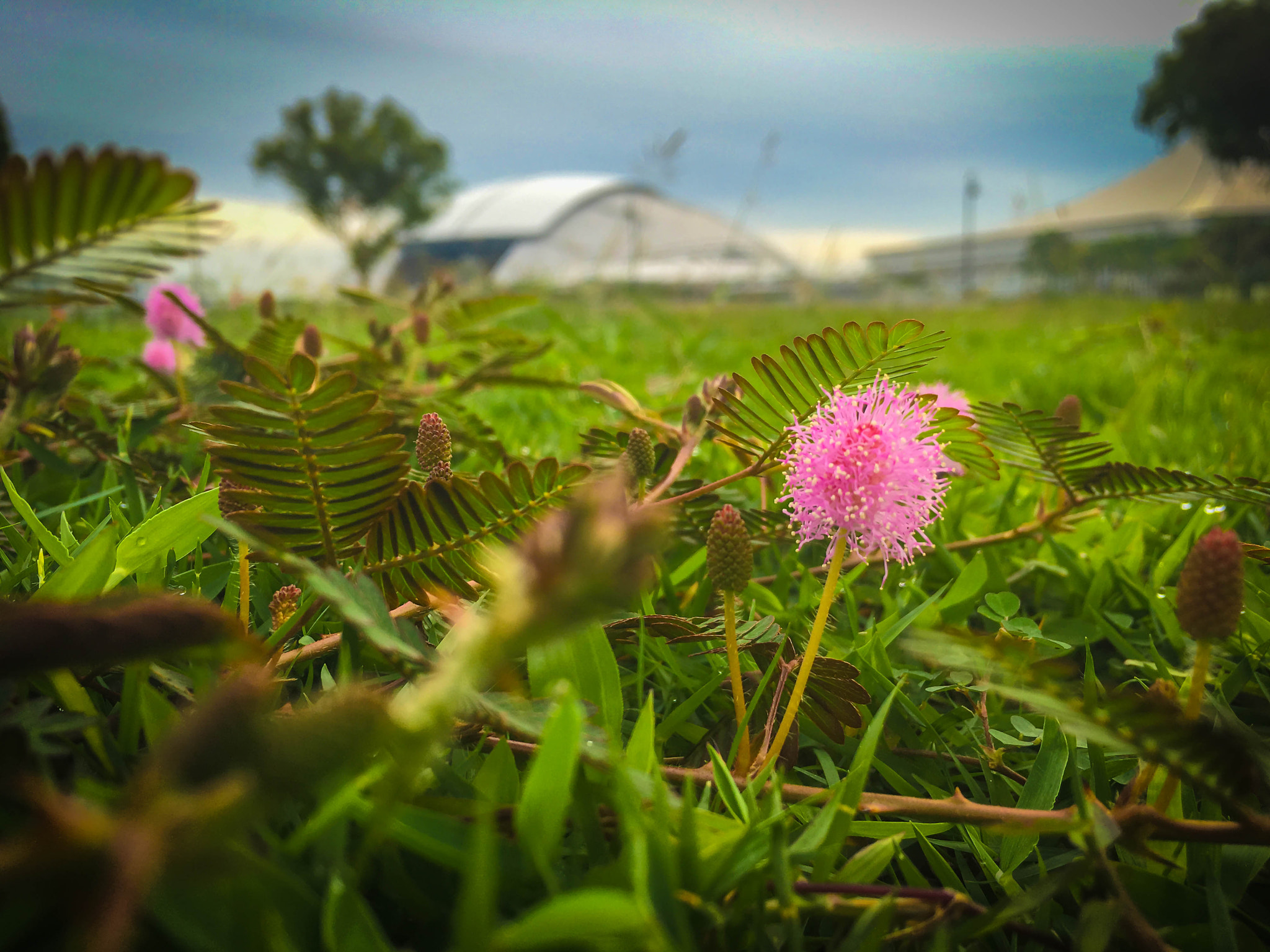 Apple iPhone8,1 sample photo. Lone flower photography