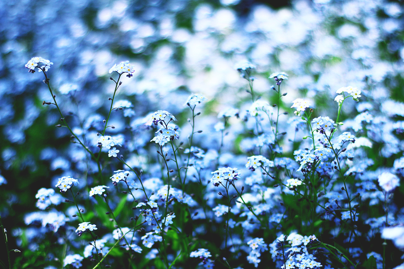 Canon EOS 60D + Canon EF 50mm F1.4 USM sample photo. Summer colors photography