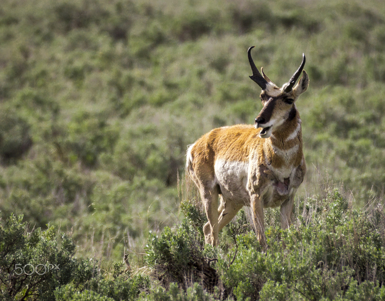 Canon EOS 60D + Canon EF 70-200mm F2.8L IS II USM sample photo. Pronghorn photography