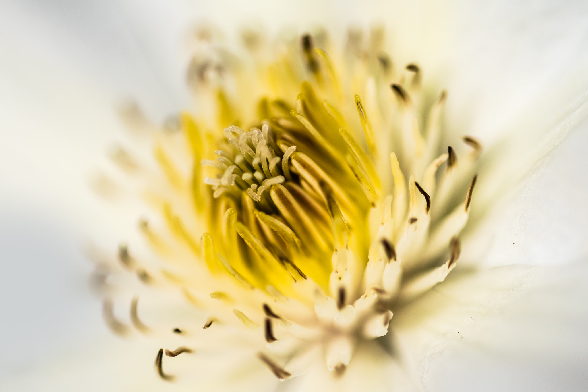 Sigma 105mm F2.8 EX DG OS HSM sample photo. Clematis photography