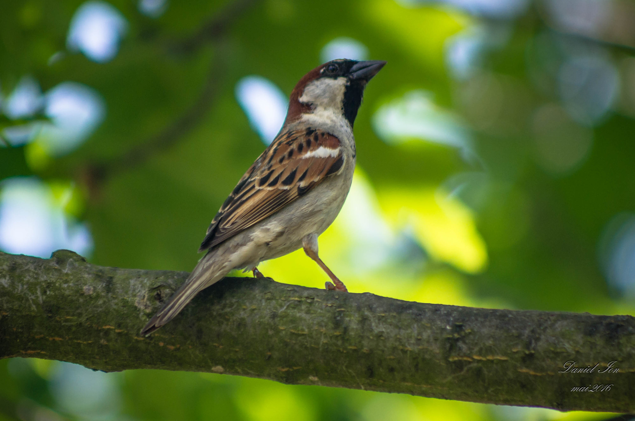 smc PENTAX-FA 80-320mm F4.5-5.6 sample photo. Passer domesticus photography