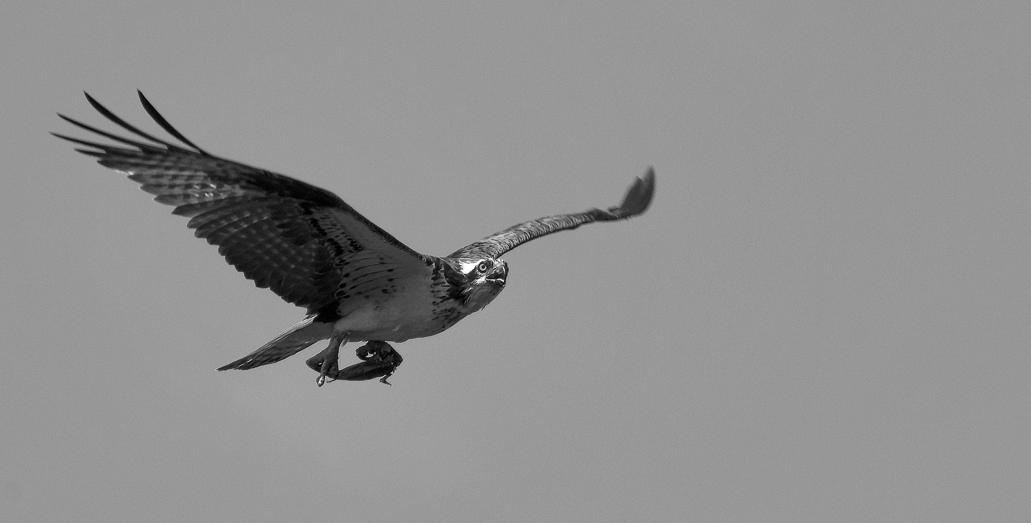 Pentax smc DA 55-300mm F4.0-5.8 ED sample photo. Osprey with a fish photography