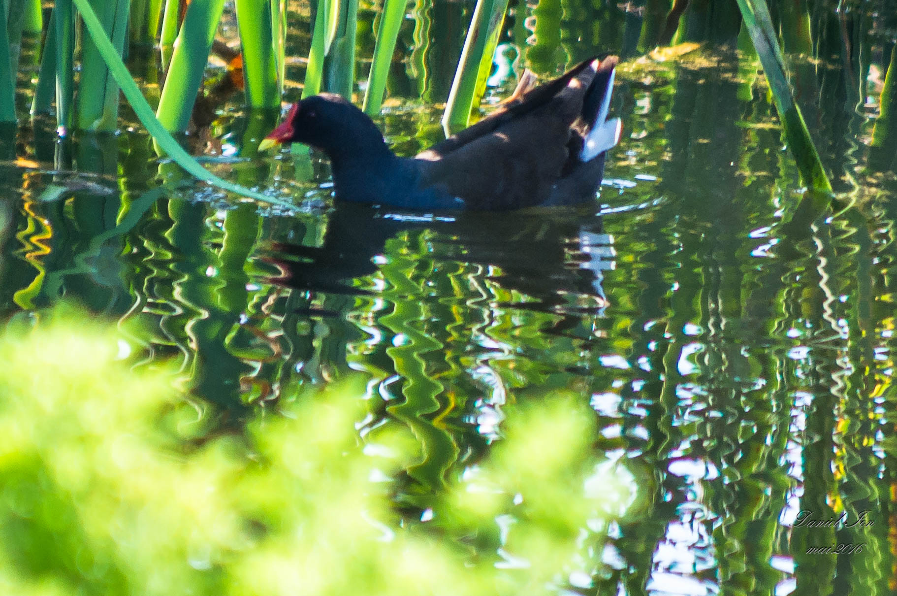 smc PENTAX-FA 80-320mm F4.5-5.6 sample photo. Gallinula chloropus photography