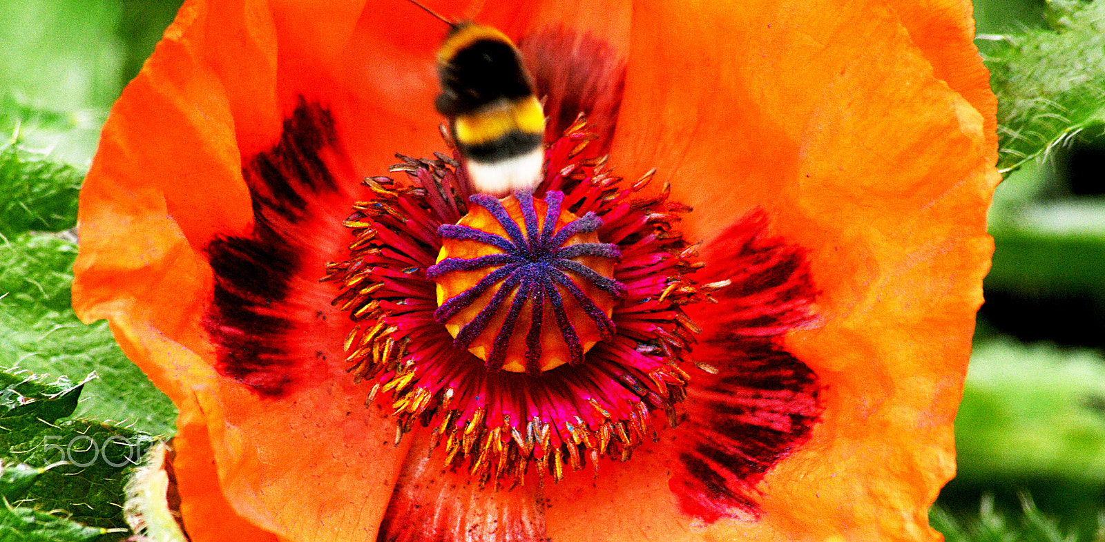 Nikon D300S + Sigma 70-300mm F4-5.6 APO DG Macro sample photo. ...bee's time out! photography