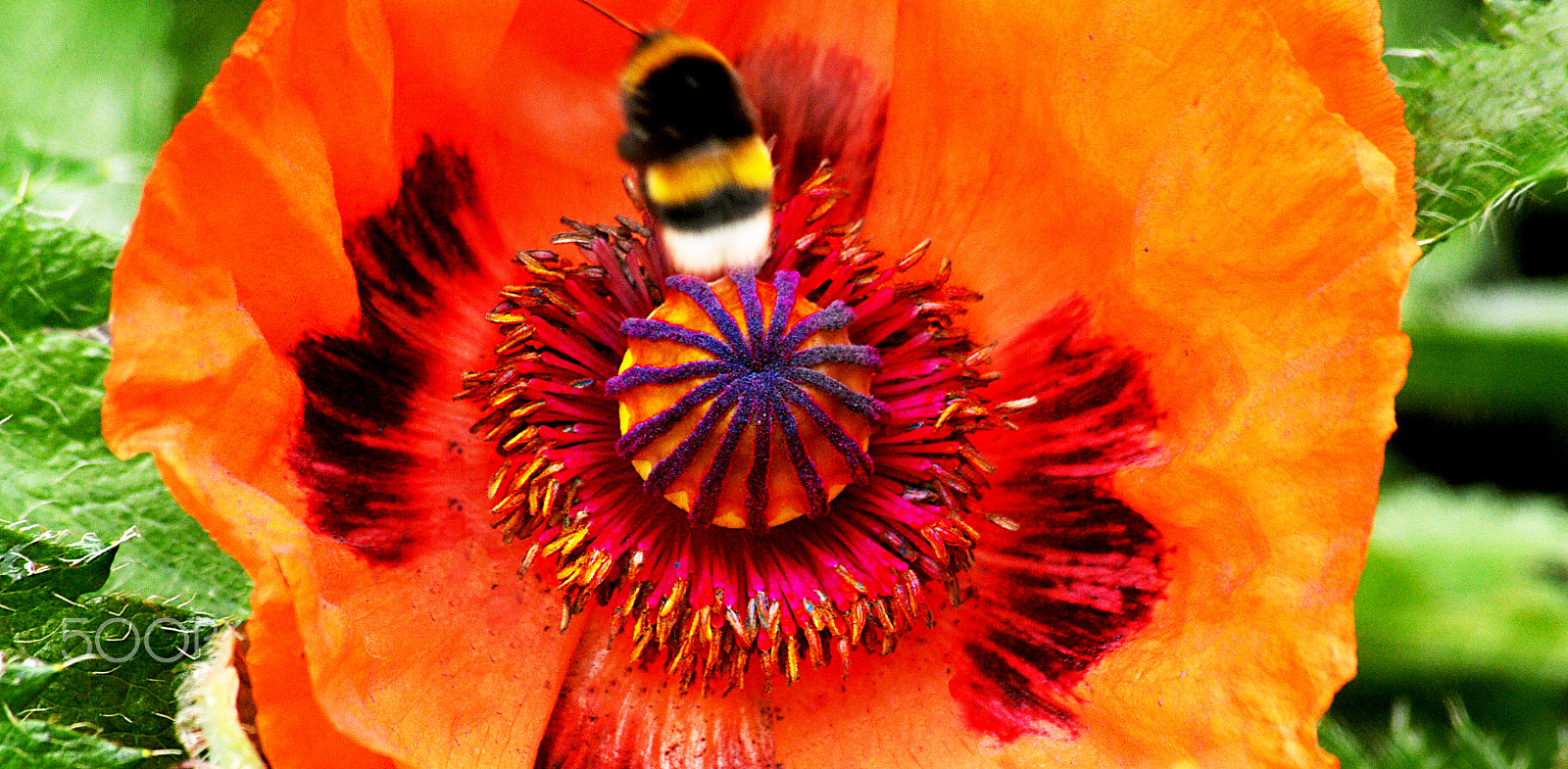 Sigma 70-300mm F4-5.6 APO DG Macro sample photo. ...bee's time out! photography