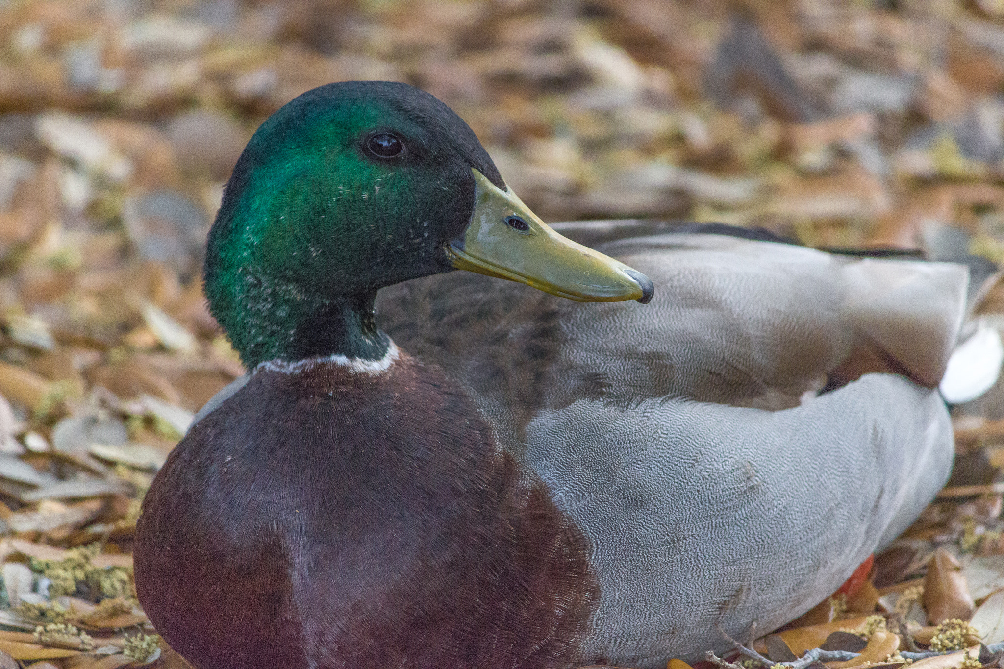 Canon EOS 100D (EOS Rebel SL1 / EOS Kiss X7) sample photo. Mallard | salter path | nc photography
